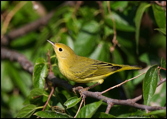 _1SB7135 yellow warbler.jpg